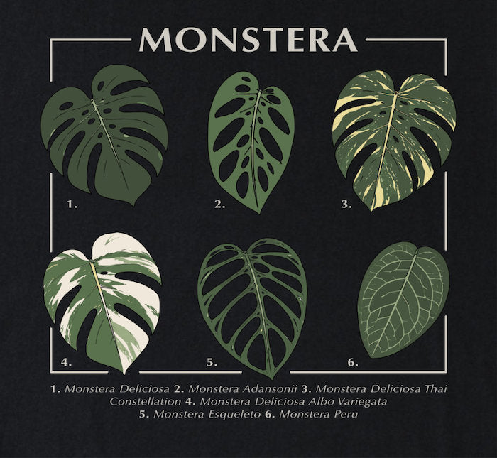 Close-up of the Monstera varieties design showing illustrated leaves with numbered botanical labels on a dark background.