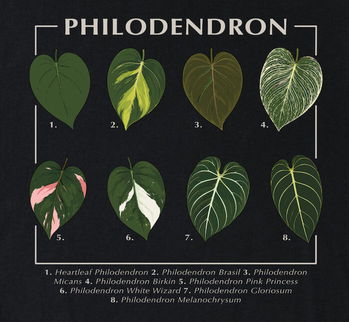 Philodendron Varieties T-Shirt